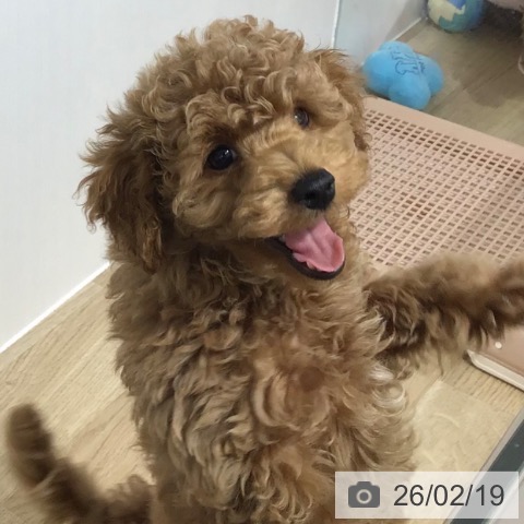 長野県のトイプードル(トイ) (ペットプラス 長野店/2025年12月4日生まれ/男の子/アプリコット)の子犬の3枚目の画像