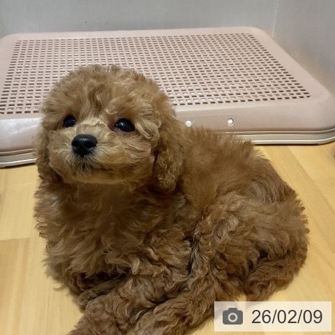 トイ・プードルの写真