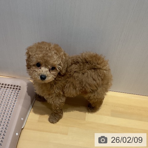 トイ・プードルの写真