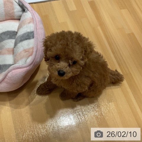 埼玉県のトイプードル(トイ) (ペットプラス 与野店/2025年12月8日生まれ/男の子/アプリコット)の子犬の3枚目の画像