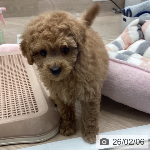 トイ・プードルの写真