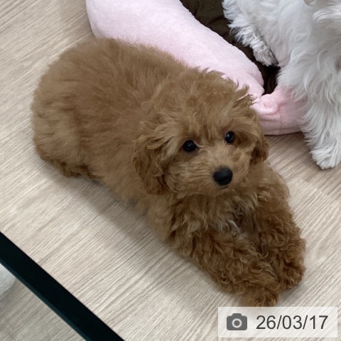 埼玉県のトイプードル(トイ) (ペットプラス 川口店/2025年12月8日生まれ/男の子/アプリコット)の子犬の4枚目の画像