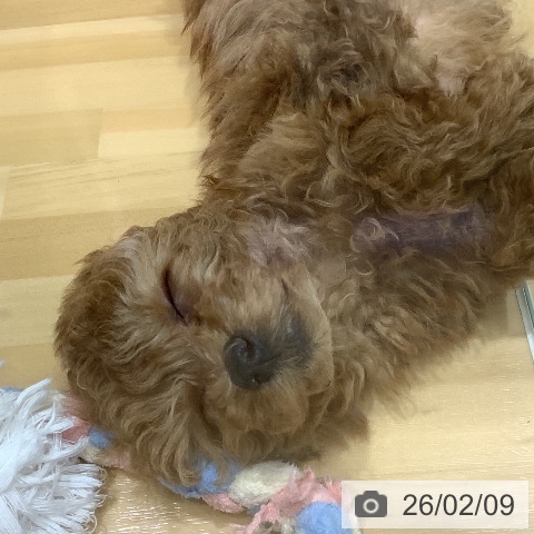 山梨県のトイプードル(トイ) (ペットプラス 甲府昭和店/2025年12月8日生まれ/女の子/アプリコット)の子犬の4枚目の画像