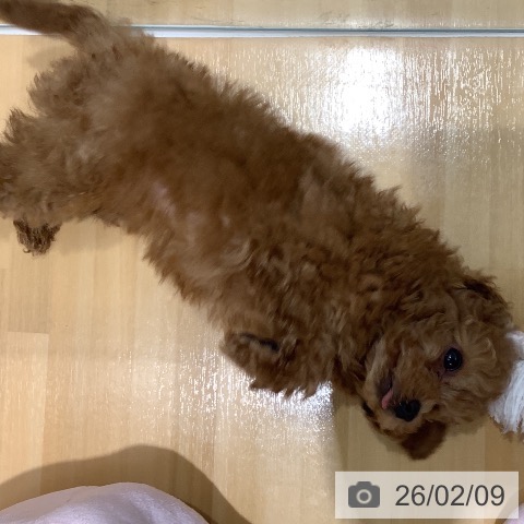 山梨県のトイプードル(トイ) (ペットプラス 甲府昭和店/2025年12月8日生まれ/女の子/アプリコット)の子犬の3枚目の画像