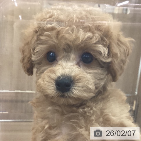 トイ・プードルの写真