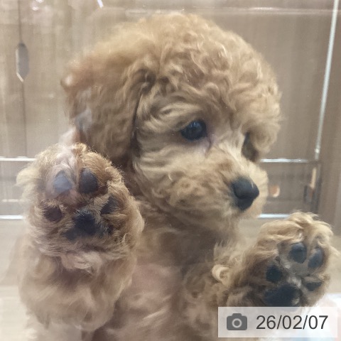 トイ・プードルの写真