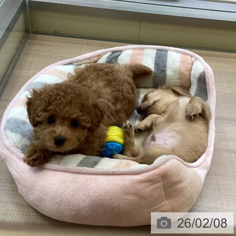 トイ・プードルの写真