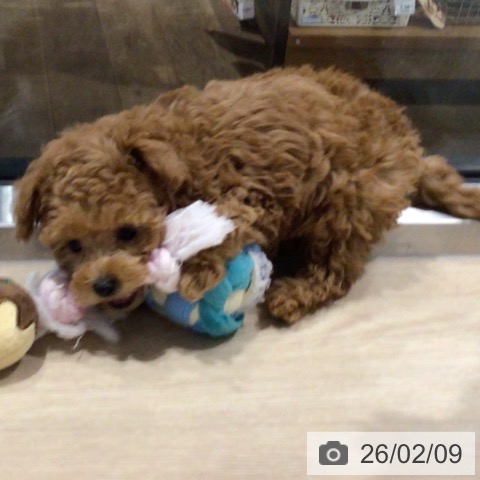 トイ・プードルの写真