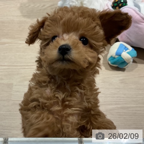 トイ・プードルの写真