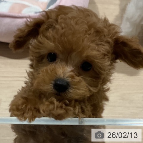 埼玉県のトイプードル(トイ) (ペットプラス コクーンシティ店/2025年12月7日生まれ/男の子/レッド)の子犬の3枚目の画像