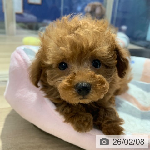 東京都のトイプードル(トイ) (ペットプラス アクアシティお台場店/2025年12月7日生まれ/女の子/レッド)の子犬の4枚目の画像