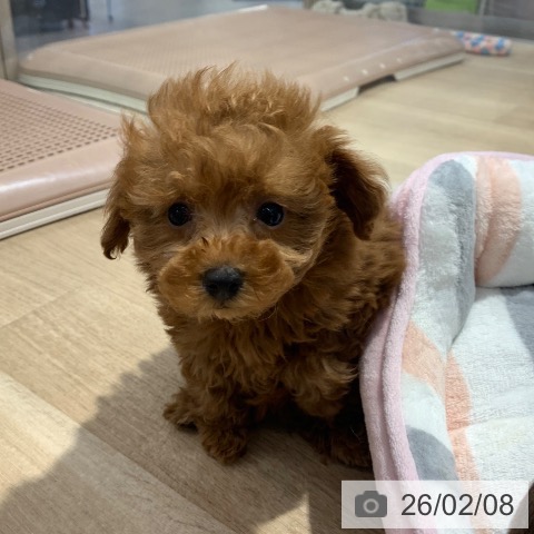 東京都のトイプードル(トイ) (ペットプラス アクアシティお台場店/2025年12月7日生まれ/女の子/レッド)の子犬の3枚目の画像