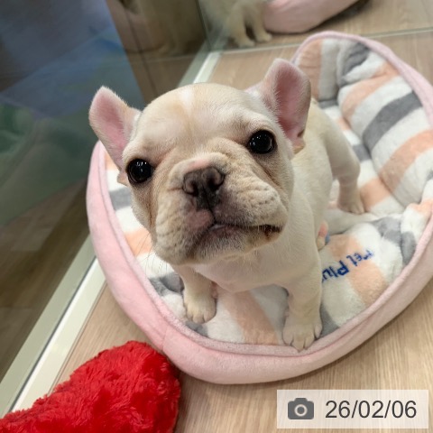 千葉県のフレンチブルドッグ (ペットプラス 幕張新都心店/2025年12月2日生まれ/女の子/クリーム)の子犬の3枚目の画像