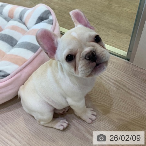 千葉県のフレンチブルドッグ (ペットプラス 幕張新都心店/2025年12月2日生まれ/女の子/クリーム)の子犬の4枚目の画像