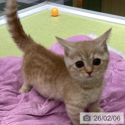 埼玉県のマンチカン (ペットプラス 川口店/2025年11月18日生まれ/女の子/クリームタビー)の子猫の4枚目の画像