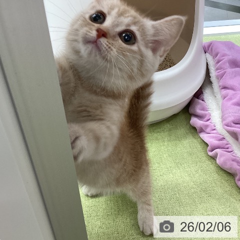 埼玉県のマンチカン (ペットプラス 川口店/2025年11月18日生まれ/女の子/クリームタビー)の子猫の3枚目の画像