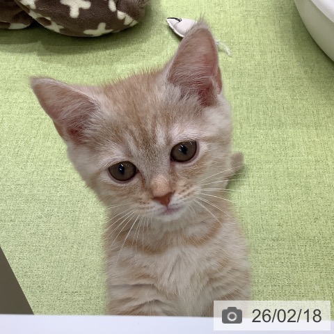 埼玉県のマンチカン (ペットプラス 川口店/2025年11月18日生まれ/女の子/クリームタビー)の子猫の3枚目の画像