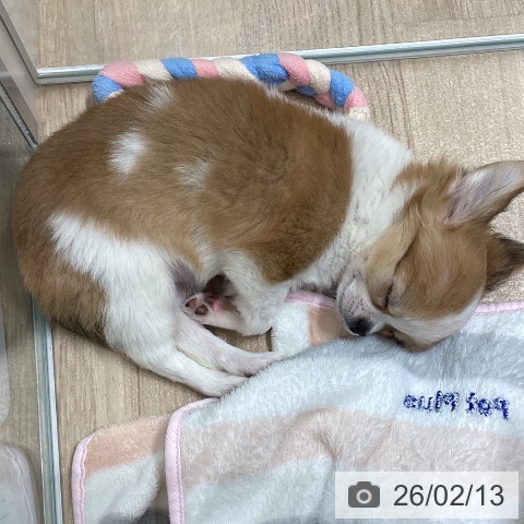 宮城県のチワワ(ロング) (ペットプラス 名取店/2025年11月29日生まれ/女の子/レッドホワイト)の子犬の4枚目の画像