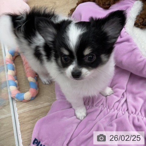 神奈川県のチワワ(ロング) (ペットプラス 天王町店/2025年12月7日生まれ/男の子/ホワイトブラックタン)の子犬の4枚目の画像