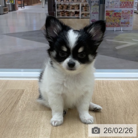 神奈川県のチワワ(ロング) (ペットプラス 天王町店/2025年12月7日生まれ/男の子/ホワイトブラックタン)の子犬の3枚目の画像