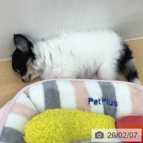 青森県のチワワ(ロング) (ペットプラス 青森浜田店/2025年12月7日生まれ/女の子/ホワイトブラックタン)の子犬の4枚目の画像