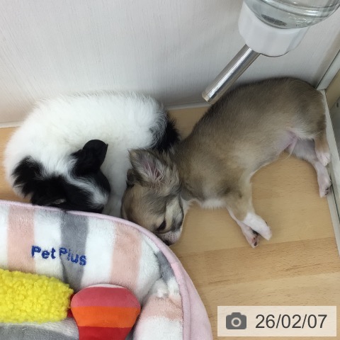 青森県のチワワ(ロング) (ペットプラス 青森浜田店/2025年12月7日生まれ/女の子/ホワイトブラックタン)の子犬の3枚目の画像