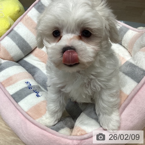 千葉県のマルチーズ (ペットプラス 柏店/2025年12月7日生まれ/男の子/ホワイト)の子犬の4枚目の画像