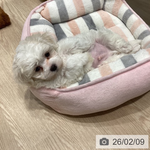 千葉県のマルチーズ (ペットプラス 柏店/2025年12月7日生まれ/男の子/ホワイト)の子犬の3枚目の画像