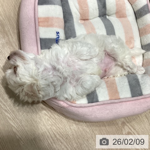 千葉県のマルチーズ (ペットプラス 柏店/2025年12月7日生まれ/男の子/ホワイト)の子犬の4枚目の画像