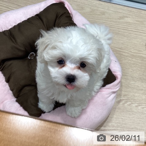 千葉県のマルチーズ (ペットプラス 柏店/2025年12月7日生まれ/男の子/ホワイト)の子犬の3枚目の画像