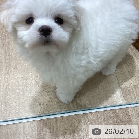 宮城県のマルチーズ (ペットプラス 名取店/2025年12月7日生まれ/男の子/ホワイト)の子犬の3枚目の画像