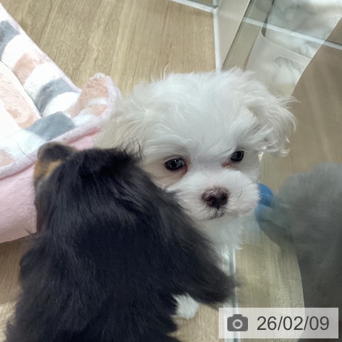 茨城県のマルチーズ (ペットプラス つくば店/2025年12月7日生まれ/男の子/ホワイト)の子犬の4枚目の画像