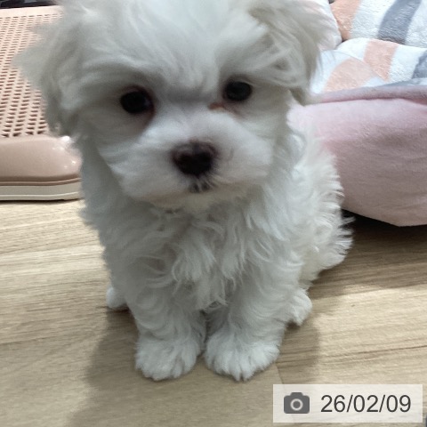 茨城県のマルチーズ (ペットプラス つくば店/2025年12月7日生まれ/男の子/ホワイト)の子犬の3枚目の画像