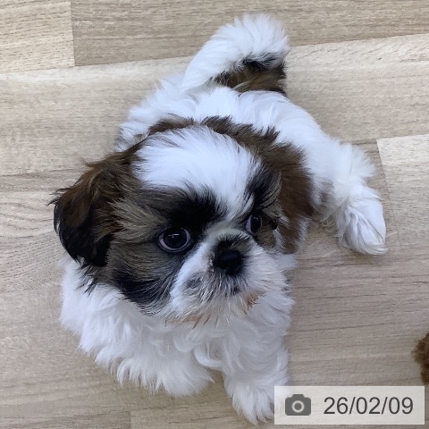 山梨県のシーズー (ペットプラス 甲府昭和店/2025年12月6日生まれ/女の子/ホワイトゴールド)の子犬の4枚目の画像