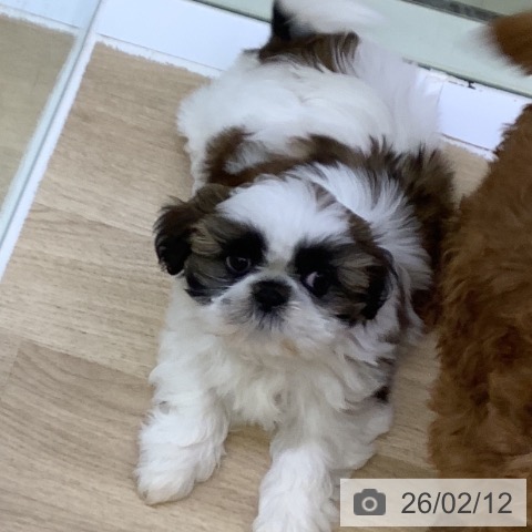 山梨県のシーズー (ペットプラス 甲府昭和店/2025年12月6日生まれ/女の子/ホワイトゴールド)の子犬の3枚目の画像