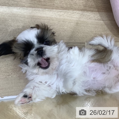 山梨県のシーズー (ペットプラス 甲府昭和店/2025年12月6日生まれ/女の子/ホワイトゴールド)の子犬の3枚目の画像