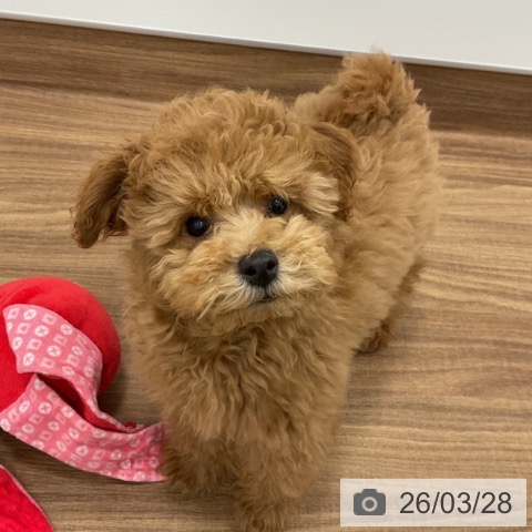茨城県のトイプードル(トイ) (ペッツワン 古河店/2025年12月1日生まれ/男の子/レッド)の子犬の4枚目の画像