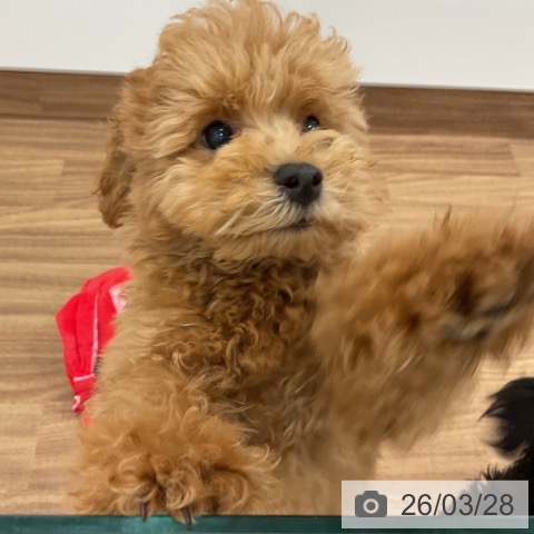 茨城県のトイプードル(トイ) (ペッツワン 古河店/2025年12月1日生まれ/男の子/レッド)の子犬の3枚目の画像