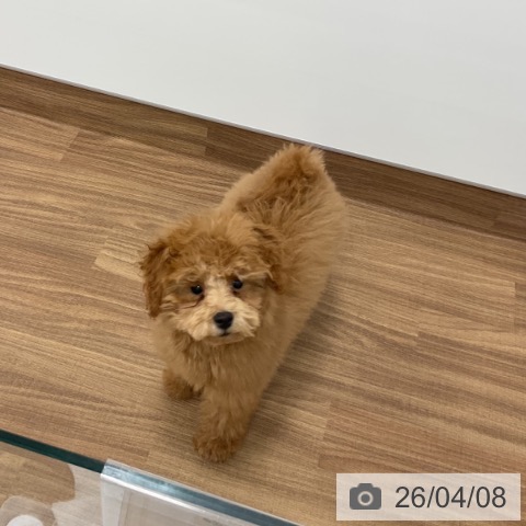 茨城県のトイプードル(トイ) (ペッツワン 古河店/2025年12月1日生まれ/男の子/レッド)の子犬の3枚目の画像