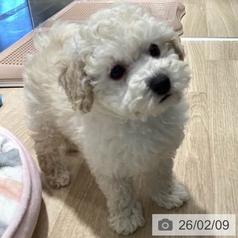 茨城県のトイプードル(トイ) (ペットプラス つくば店/2025年12月8日生まれ/男の子/ホワイト)の子犬の4枚目の画像