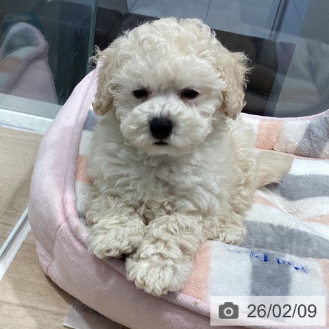 茨城県のトイプードル(トイ) (ペットプラス つくば店/2025年12月8日生まれ/男の子/ホワイト)の子犬の3枚目の画像