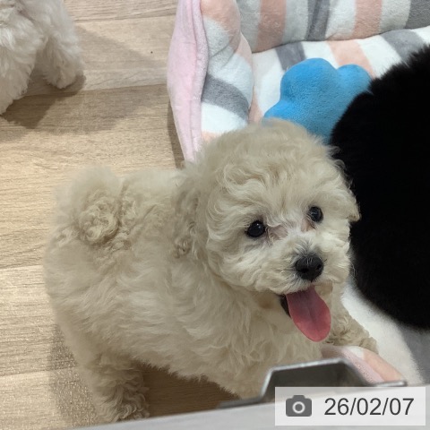 長野県のトイプードル(トイ) (ペットプラス 長野店/2025年12月8日生まれ/男の子/ホワイト)の子犬の4枚目の画像