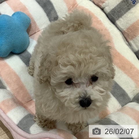 トイ・プードルの写真