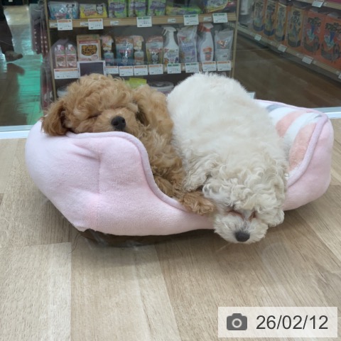 福島県のトイプードル(トイ) (ペットプラス 福島店/2025年12月8日生まれ/女の子/ホワイト)の子犬の4枚目の画像