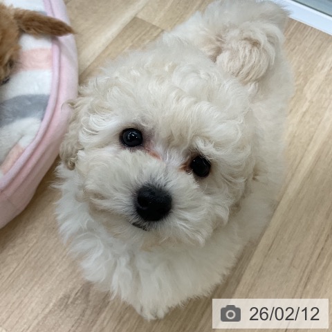 福島県のトイプードル(トイ) (ペットプラス 福島店/2025年12月8日生まれ/女の子/ホワイト)の子犬の3枚目の画像
