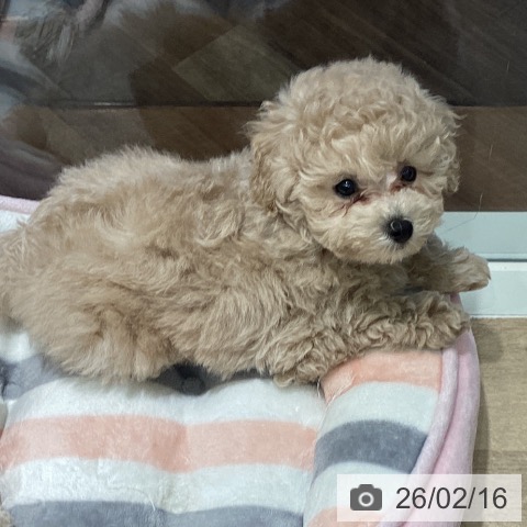 埼玉県のトイプードル(トイ) (ペットプラス イオンモール春日部店/2025年12月8日生まれ/男の子/クリーム)の子犬の4枚目の画像