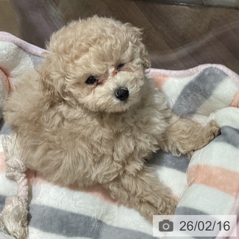 埼玉県のトイプードル(トイ) (ペットプラス イオンモール春日部店/2025年12月8日生まれ/男の子/クリーム)の子犬の3枚目の画像