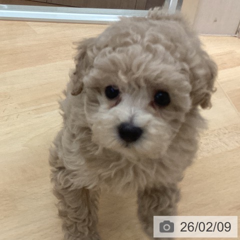 埼玉県のトイプードル(トイ) (ペットプラス 浦和美園店/2025年12月8日生まれ/男の子/クリーム)の子犬の4枚目の画像