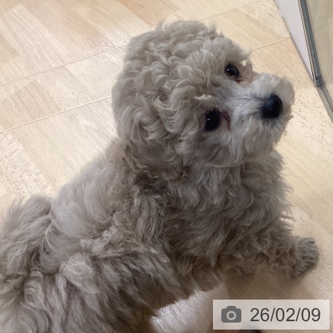 埼玉県のトイプードル(トイ) (ペットプラス 浦和美園店/2025年12月8日生まれ/男の子/クリーム)の子犬の3枚目の画像