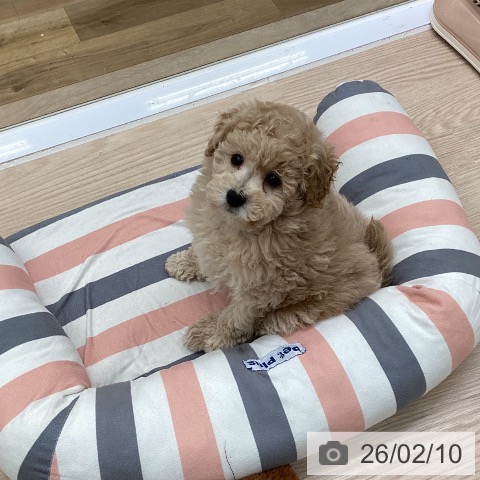 埼玉県のトイプードル(トイ) (ペットプラス 八潮店/2025年12月8日生まれ/男の子/クリーム)の子犬の3枚目の画像